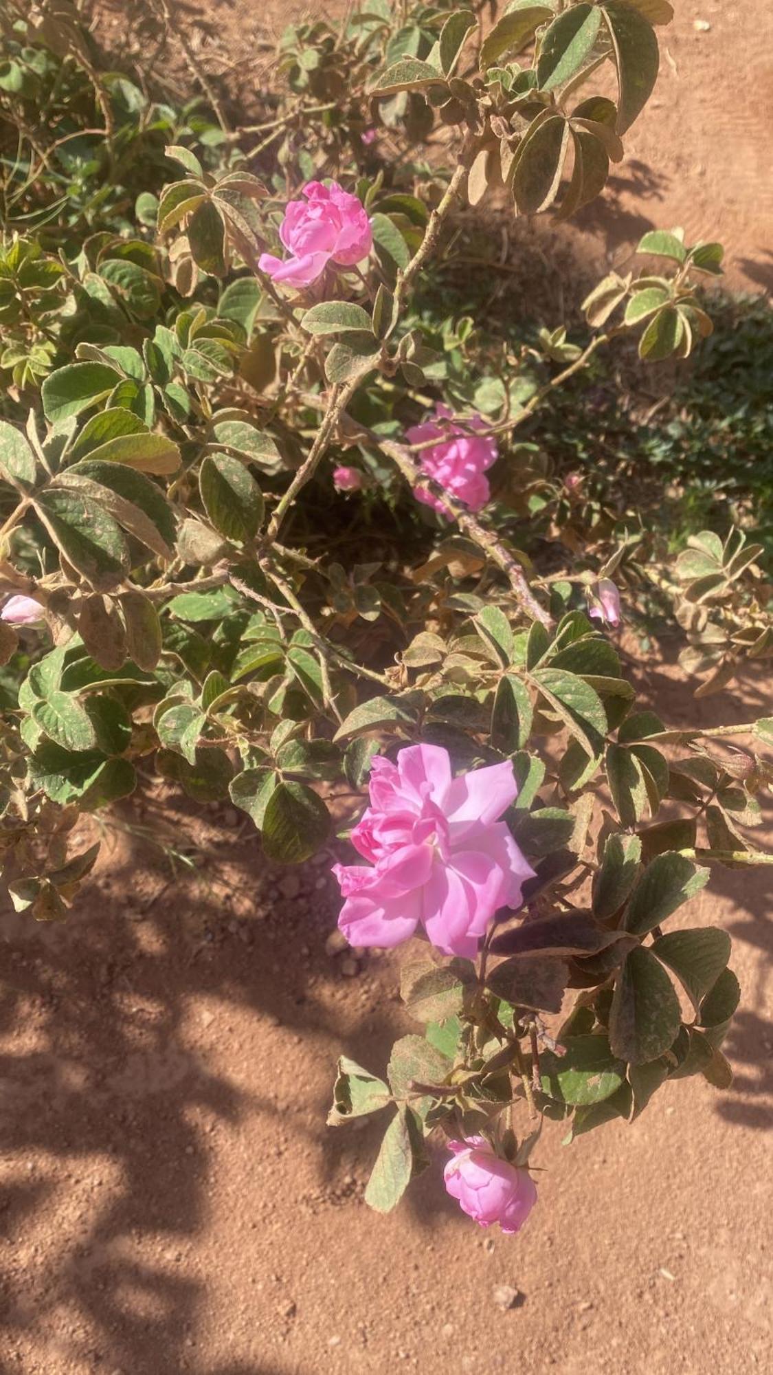 Dar Mgouna Roses الكيلا دي مجونة المظهر الخارجي الصورة