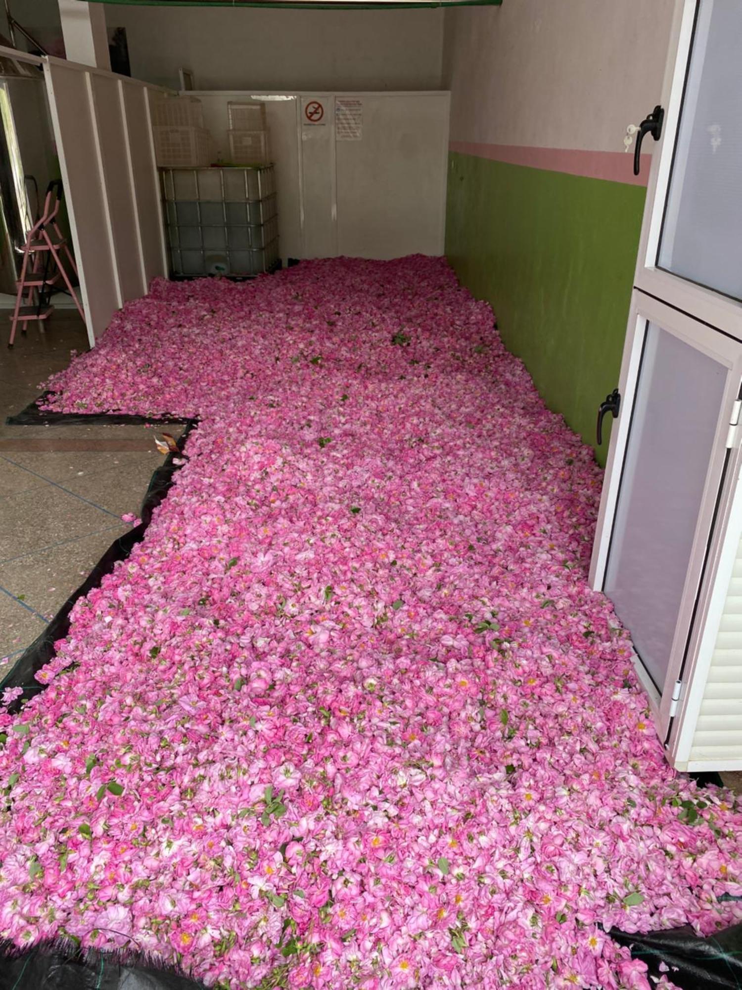 Dar Mgouna Roses الكيلا دي مجونة المظهر الخارجي الصورة